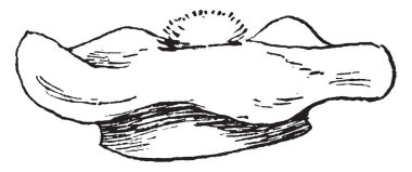 Şapka var benzersiz desen, çizim için vintage veya oyma illüstrasyon.