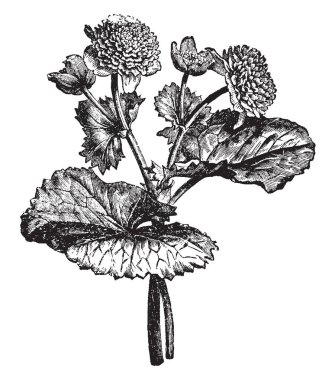 Bu bir Caltha Pulstris Monstrosa Plena dalıdır. Bir çiçekli bitki su-sevgi dolu ve olarak da bilinen Marsh kadife çiçeği, vintage çizgi çizme veya oyma illüstrasyon.