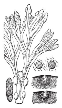 Verimli bir yaprak, bir kadın conceptacle, bir erkek conceptacle ve Zoospores ve Antheridia, vintage çizgi çizme bir kesit gösterilen veya illüstrasyon oyma bir Fucus resmini.