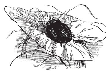 Cassida gibbosa kask böcekleri, vintage çizgi çizme veya oyma illüstrasyon büyük türlerinden biridir.