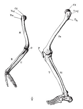 Bu resimde kol ve bacak iskelet, vintage çizgi çizme veya oyma illüstrasyon temsil eder.
