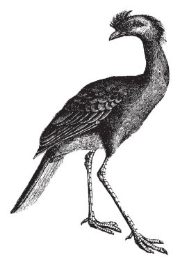 İstiridye yakalayıcılar ve plovers, vintage çizgi çizme veya oyma illüstrasyon aynı aile içinde Cariama.