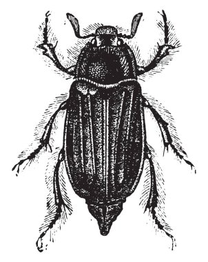 Chafer, vintage illüstrasyon kazınmış. Doğal Tarih hayvanların, 1880