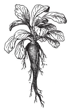 Campanula Rapunculus kökünü bir resmi bu. Stalkless ve geniş, vintage çizgi çizme veya oyma illüstrasyon onun üst kök yaprakları.