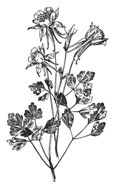 Bir resim Aquilegia Chrysantha bitki gösterir. Bitki üzerinde birçok çiçek vardır
