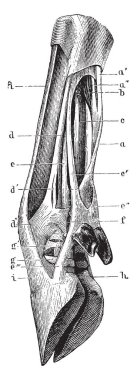 Tendon ve bağ öküz bacak nerede küçük pençe, vintage çizim için üstün bağ oluşturan veya illüstrasyon oyma şubeleri.