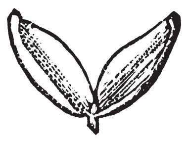 Bu bir gümüş akçaağaç açık tohum görüntüsüdür. Tohum, vintage çizgi çizme veya oyma illüstrasyon iç tarafında gösterir.