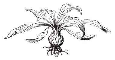 Bir resim Lily Bulb gösteriyor. Melanthiaceae ailesine ait. Ampul etli yeraltı bud oldu. Bu ampul şekli, vintage çizgi çizme veya oyma illüstrasyon aslında küresel.
