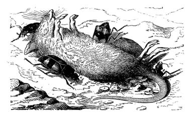 Burying böcekler, bir fare ceset gömmek vintage illüstrasyon kazınmış. La Vie dans la doğa, 1890.
