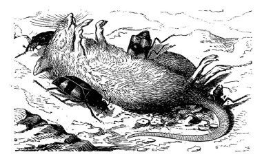 Burying beetles burying the corpse of a mouse, vintage engraved illustration. La Vie dans la nature, 1890. clipart