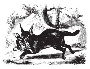 Yaban kedisi Afrika, vintage çizgi çizme veya oyma illüstrasyon için yerel bir orta boy karakulak olduğunu.