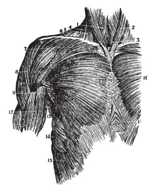 Bu örnekte üst gövde, vintage çizgi çizme veya oyma illüstrasyon kasları temsil eder..