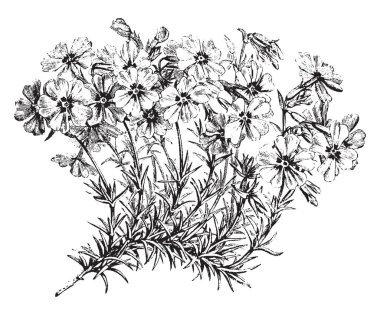 Bu resmi Phlox Subulata çiçekli dal çiçek çiçek gül, leylak rengi, mavi, beyaz veya pembe geç ilkbaharda erken yaz, vintage çizgi çizme veya oyma illüstrasyon temsil eden.