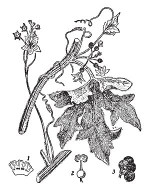 Kaan tırmanma bir asma, kaan dikenli ve kıllı. Orada bazı loblu yaprakları, çiçek, tomurcuk ve tohum, vintage çizgi çizme veya oyma illüstrasyon.