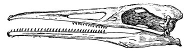 Hesperornis'e kafatası, vintage illüstrasyon kazınmış. Doğal Tarih hayvanların, 1880