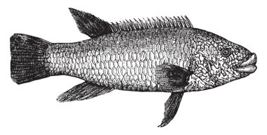 Wrasee genellikle şişman form ve orta boyut, vintage çizgi çizme veya oyma illüstrasyon olduğunu.