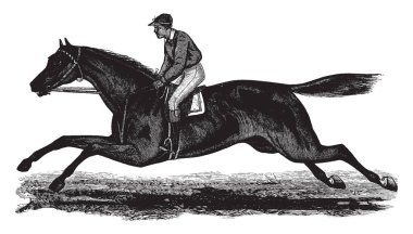 Dünyanın en hızlı yarış atı olan on Broeck, vintage satır çizim veya gravür illüstrasyon.