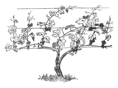 Bu resimde yatay kol teşvik sistemi ve bir asma, vintage çizim için çeşitli bölümlerini gösteren veya illüstrasyon oyma temsil eder.