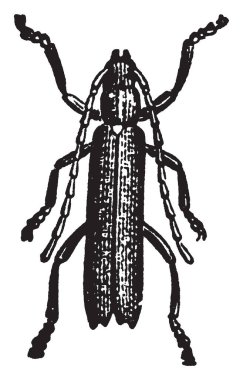 Elaphidiun parallelum türler, vintage çizgi çizme veya oyma illüstrasyon meşe budayıcı olduğunu.