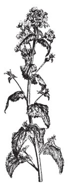 Lunaria Annua bir çiçekli bitki ve olarak da bilinen dürüstlük olduğunu. Kıllı yaprakları ve çiçekleri beyaz veya menekşe, vintage çizgi çizim veya illüstrasyon oyma.