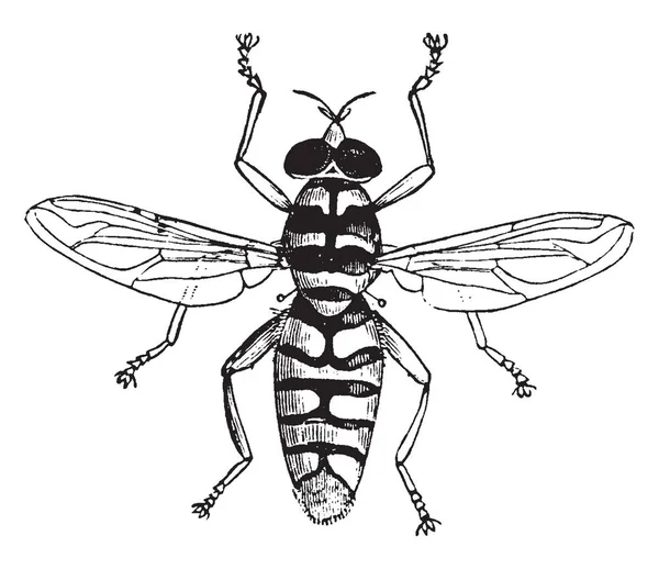 Hoverfly Qui Est Souvent Planer Nectaring Aux Fleurs Dessin Ligne — Image vectorielle