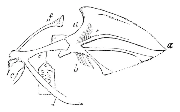 Weidenhuhn Brustbein Mit Umgedrehten Knochen Vintage Linienzeichnung Oder Gravierillustration — Stockvektor