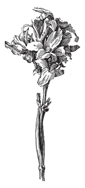 Francia Canna Virág Képe Modern Különböző Canna Virág Egy Kisebb — Stock Vector