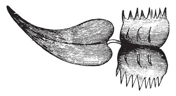 Une Photo Venus Fly Trap Leaf Les Feuilles Sont Plates — Image vectorielle