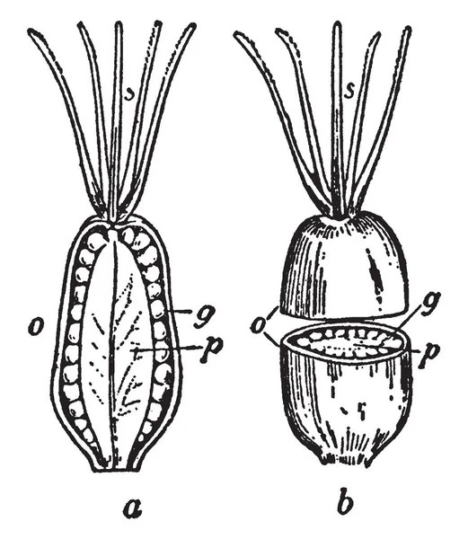 Disegno Con Due Immagini Frutta Anacardi Uno Tagliato Metà Pezzi — Vettoriale Stock