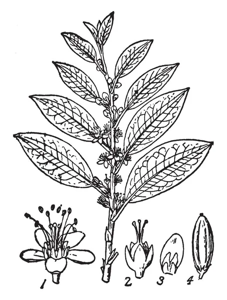 コカがコカノキ科に属する植物 有効成分 ビンテージの線描画や彫刻イラストとしてコカインを持って — ストックベクタ