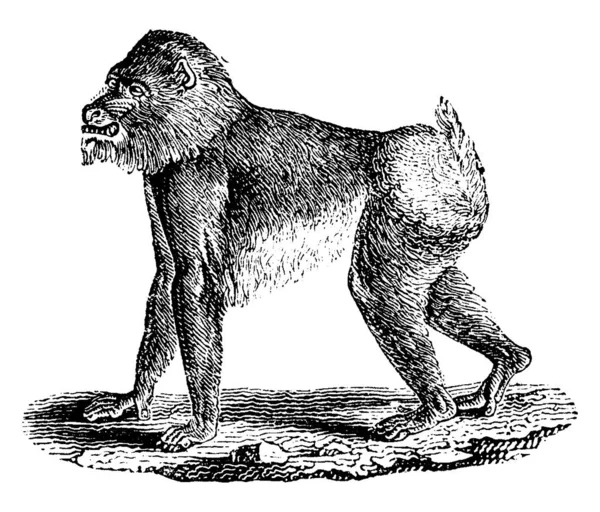 Mandrill Babuino Ilustración Grabada Vintage Historia Natural Los Animales 1880 — Vector de stock