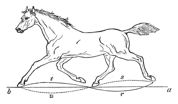 速歩馬の馬体はトランク ビンテージの線描画や彫刻図の斜めにねじることによって前方レバレッジは — ストックベクタ