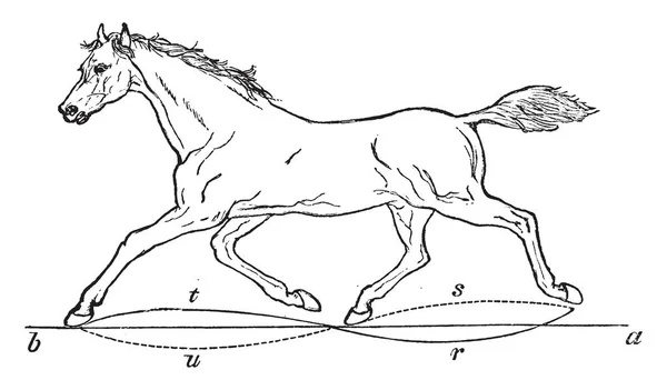 Caballo Trote Que Cuerpo Del Caballo Empujado Hacia Adelante Por — Vector de stock