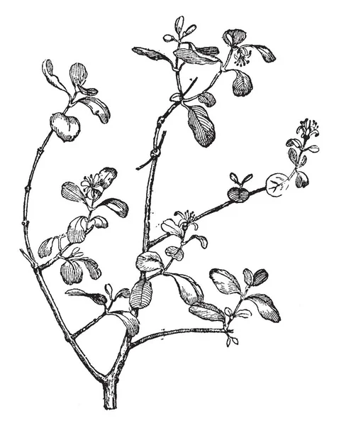 太阳的位置是最好的科雷亚阿尔巴的花朵 它可以用作非正式救援 这些植物的分支长度是三到四英尺 花是白色或粉红色 复古线条画或雕刻插图 — 图库矢量图片
