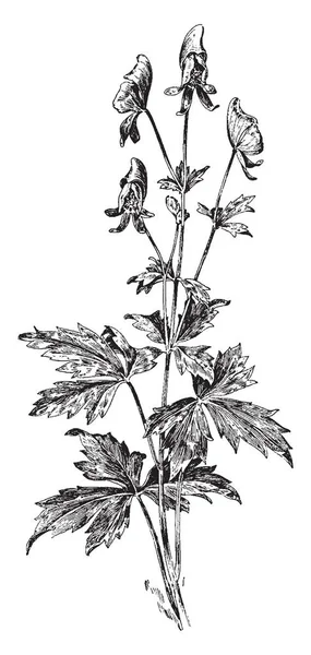 Изображение Растения Aconitum Uncinatum Цветы Синие Листья Толстые Рисунок Винтажной — стоковый вектор