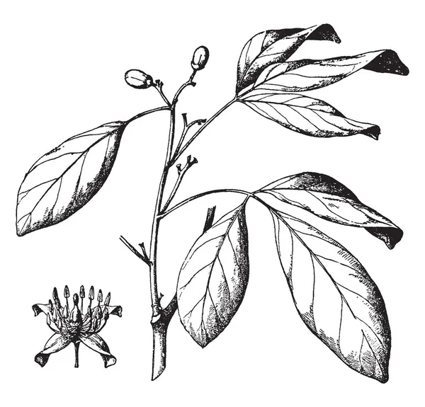 这张图片显示了 Balsamocitrus 的分支和许多子分支 它有叶子和两个芽 叶子是椭圆形的 它还显示开花的花朵 复古线条画或雕刻插图 — 图库矢量图片