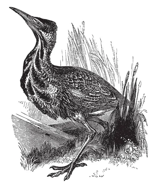 一张来自苍鹭家族的一只鸟的卤象 一种禽类 复古线条画或雕刻插图 — 图库矢量图片
