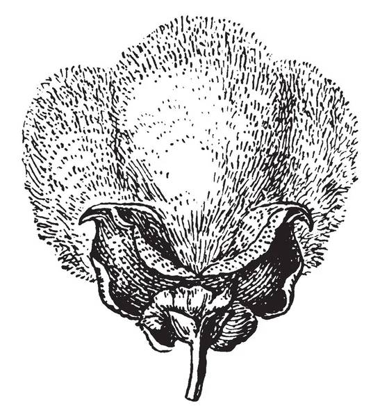 Ist Eine Kapsel Eines Wattebäuschchens Oder Einer Baumwollpflanze Vintage Linienzeichnung — Stockvektor