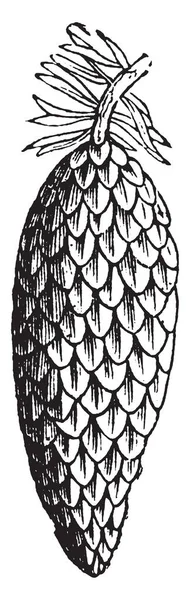 Çam ağaçları yaprak dökmeyen, iğne yapraklı reçineli ağaçlar vardır. Bu ağaçlar koni şeklinde meyve, vintage çizgi çizme veya oyma resimde var.