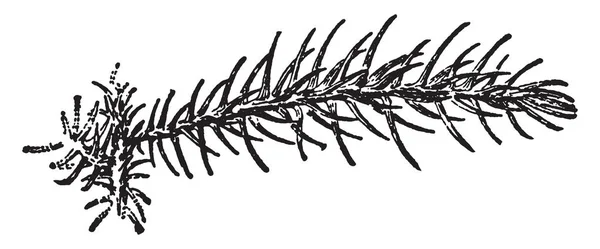 Denna Illustration Grenen Araucaria Excela Denna Gren Liknar Fronds Bladen — Stock vektor