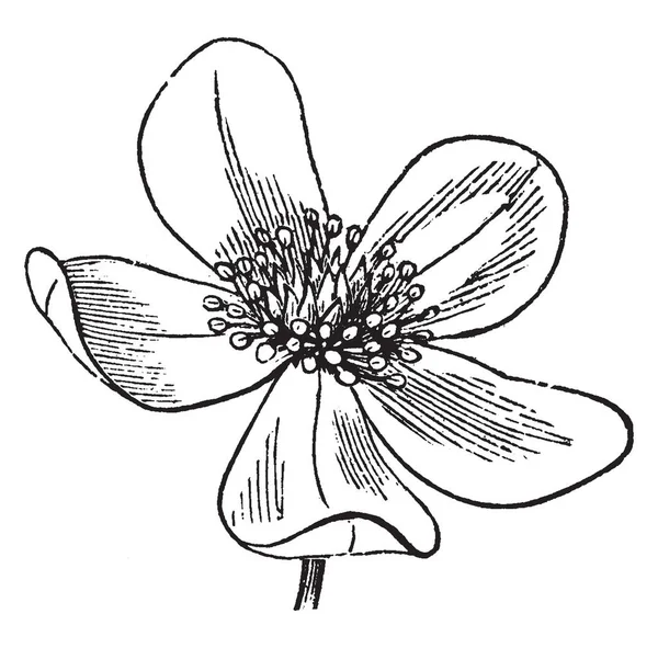一幅画显示海葵花 这是海葵植物的花 它有五片花瓣 这朵花可能有任何颜色 复古线条画或雕刻插图 — 图库矢量图片