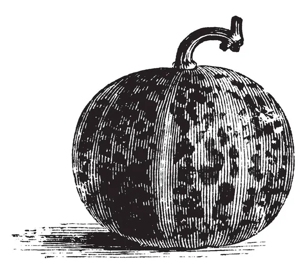 图片显示安妮女王的口袋瓜 也被称为 Dudaim 这个瓜是非常小的大小和圆形的形状 复古线条画或雕刻插图 — 图库矢量图片