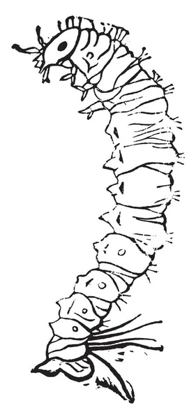Panorpa Rod Scorpionflies Který Široce Rozptýlená Severní Polokouli Vintage Kreslení — Stockový vektor