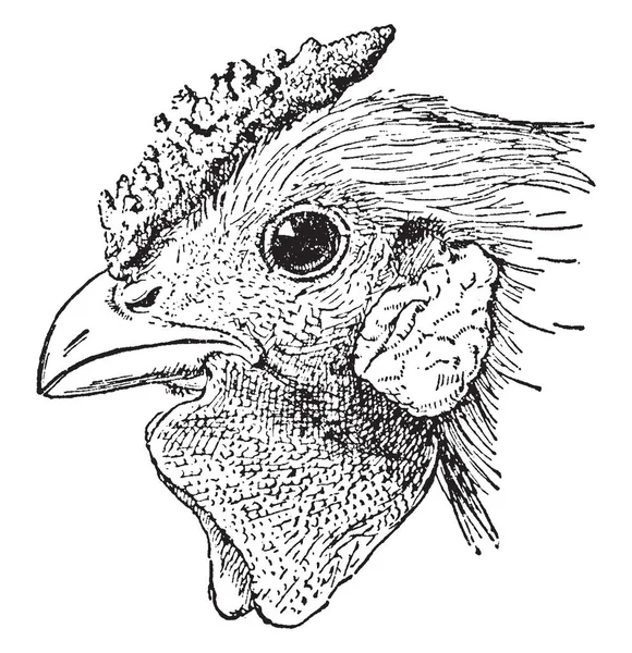 Questa Illustrazione Rappresenta Testa Pollo Pettine Rosa Disegno Linea Vintage — Vettoriale Stock