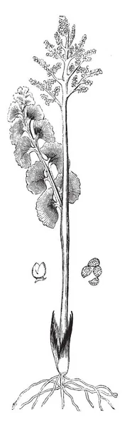 カプセル ハナワラビ属 Lunaria 胞子を示す画像 一般的なハナワラビ属は Lunaria ハナワラビ属の共通の名前です 葉がくさび形または扇形と幹 ビンテージの線描画や彫刻イラストの両側に成長 — ストックベクタ