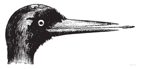 Cette Image Représente Woodpecker Dessin Ligne Vintage Illustration Gravure — Image vectorielle