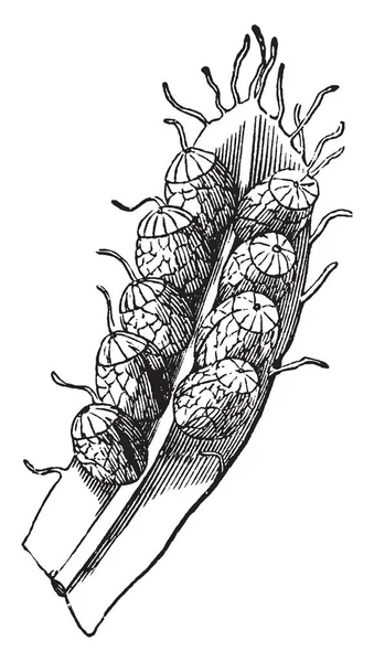 Schizea Pusilla Schizaeaceae 가족에 뉴펀들랜드와 노바스코샤 캐나다 빈티지 드로잉 그림의 — 스톡 벡터