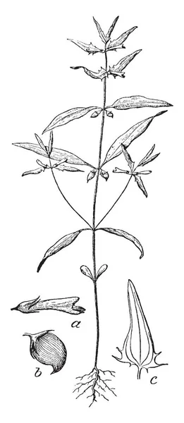 この写真は Melamophilous の例約 種のハーブの花 ビンテージの線描画や彫刻イラストの有病率 — ストックベクタ