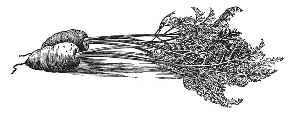 Zanahoria Crece Temperaturas Frías Zanahorias Crecen Pequeños Jardines Incluso Macizos — Archivo Imágenes Vectoriales