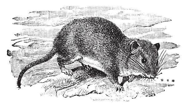 硬质棉大鼠是 Cricetidae 家族中的一只小鼠 老式线条画或雕刻插图 — 图库矢量图片